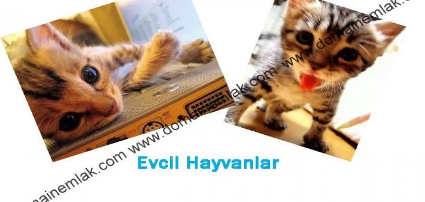 Evcil Hayvanlar ve Sağlığımız