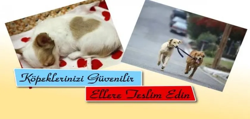 Köpeklerinizi Güvenilir Ellere Teslim Edin