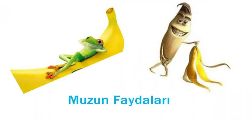 Muzun Faydaları