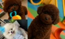 Minyatür Poodle Ev Ortamına Nasıl Alıştırılır?