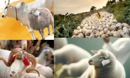 Akika Kurbanı Manevi Anlamı ve Önemi