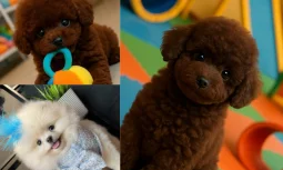 Minyatür Poodle Ev Ortamına Nasıl Alıştırılır?