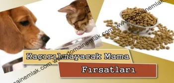 Köpek Mamanızı Clubsafari.com.tr 'den Alın Kararlı Çıkın