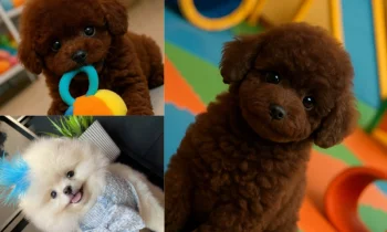 Minyatür Poodle Ev Ortamına Nasıl Alıştırılır?