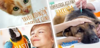 Yavru Köpekler Hakkında Bilmeniz Gerekenler