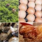 Organic Milk Production in the World