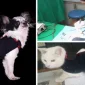Barınak Ve Kurtarılan Köpek Almak