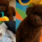 Minyatür Poodle Ev Ortamına Nasıl Alıştırılır?