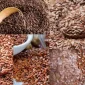 Keten Nedir Keten Tohumunun Faydaları Nelerdir?