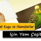Kuru Mama Sektörü Türkiye'de Giderek Büyüyor